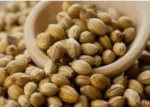 Coriander Seeds (धनिया) 250g - Image 2